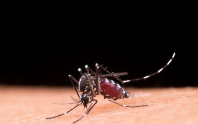 Sarandi registra estabilidade nos casos de dengue e mantém ações de prevenção